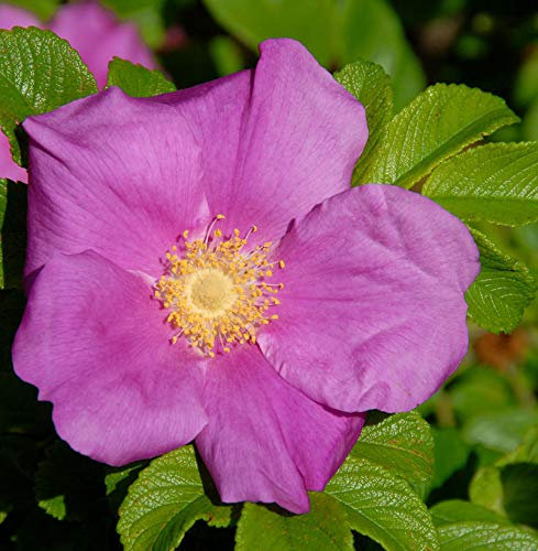 Apfelrose 30-40cm - Rosa rugosa