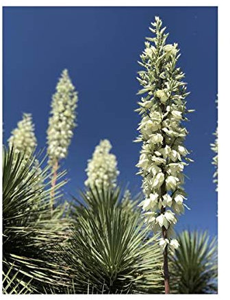 Pcs - 5x Yucca Baccata Var. Baccata Bleu Yucca Plantes - Graines B494 - Seeds & Plants Shop by Ipsa