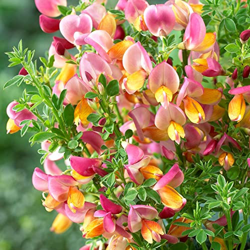 Cytisus La Coquette Garden Plant | Spring Broom | Spring Flowering Shrub with Colourful Garden Flowers for Borders Patio in Pot (15-30cm Incl. Pot)