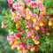 Cytisus La Coquette Garden Plant | Spring Broom | Spring Flowering Shrub with Colourful Garden Flowers for Borders Patio in Pot (15-30cm Incl. Pot)