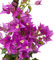 Verdecora Buganvilla | Flor de Papel | Planta natural de exterior con flor en maceta | Planta trepadora | Perfecta para decorar el jardín, balcón, terraza (Maceta 3L)