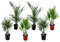Plant in a Box - Palmiers d'extérieur - Mélange de 6 plantes - Pot 15cm - Hauteur 50-70cm