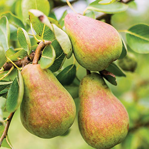 Thompson & Morgan Hardy Pear Fruit Tree ‘Williams Bon Chretien’ Variety, Bare Root Garden Plant, High Yield Ideal for Gardens (1 x Bare Root, Williams Bon Chretien)