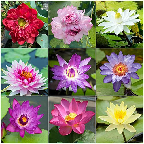 Bonsai Lotus Samen Winterhart - lotusblume Seltene Pflanzen Serie - Lotussamen KräUter Saatgut Flower Indoor Garten Geschenk Blumendeko Blumensamen Balkon Hydroponik Wildblumenmischung 100Stück