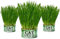 NEKOSEKO Cat Grass Grow Canned Set, 3 Cans, Indoor Organic Cat Grass (Easy to Operate), Magic Can, Open Can and Add Water