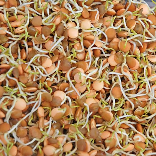 Lentil Sprouting Seeds (Lens culinaris) - Easy to Grow, Nutrient-Rich Shoots for Salads & Sandwiches - 1 Packet Thompson & Morgan