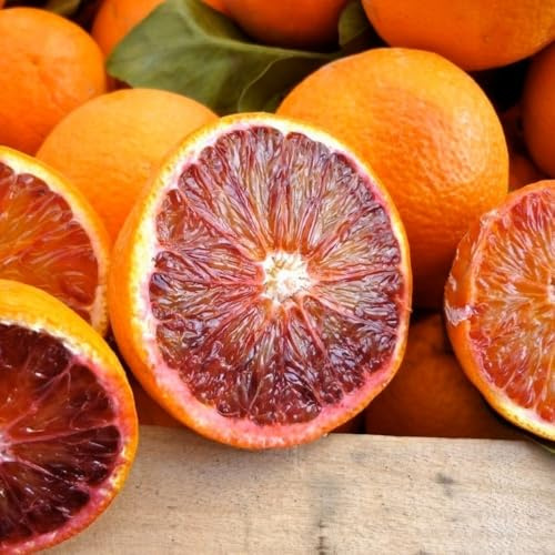 PIANTA DI ARANCIO SANGUINELLO in fitocella - età 2/3 anni