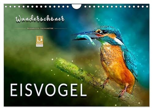 Wunderschöner Eisvogel (Wandkalender 2025 DIN A4 quer), CALVENDO Monatskalender: Eindrucksvolle Bilder der schillernden Vögel. (CALVENDO Tiere)