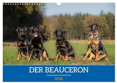 Der Beauceron (Wandkalender 2026 DIN A3 quer), CALVENDO Monatskalender: Der Beauceron ist eine alte französische Hunderasse, die ursprünglich als Hüte- und Wachhund gezüchtet wurde. (CALVENDO Tiere)