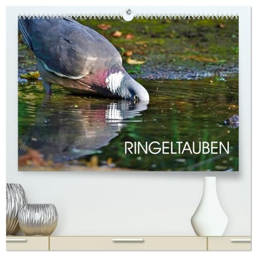 Ringeltauben (hochwertiger Premium Wandkalender 2026 DIN A2 quer), Kunstdruck in Hochglanz: Farbige Aufnahmen von Ringeltauben (CALVENDO Tiere)