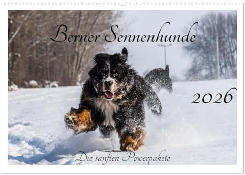 Berner Sennenhunde - Die sanften Powerpakete (Wandkalender 2026 DIN A2 quer), CALVENDO Monatskalender: Ein Einblick in die tollste Rasse der Welt. (CALVENDO Tiere)