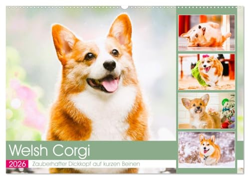 Welsh Corgi. Zauberhafter Dickkopf auf kurzen Beinen (Wandkalender 2026 DIN A2 quer), CALVENDO Monatskalender: Die königlichen Corgis sind ... Abenteuer zu haben (CALVENDO Tiere)