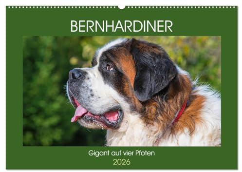 Bernhardiner - Gigant auf vier Pfoten (Wandkalender 2026 DIN A2 quer), CALVENDO Monatskalender: 13 hinreißende Bilder dieser imposanten Hunderasse begleiten uns durch das Jahr (CALVENDO Tiere)