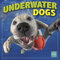 Underwater Dogs Wandkalender 2025, 16 Monate Tierkalender, 30,5 x 30,5 cm