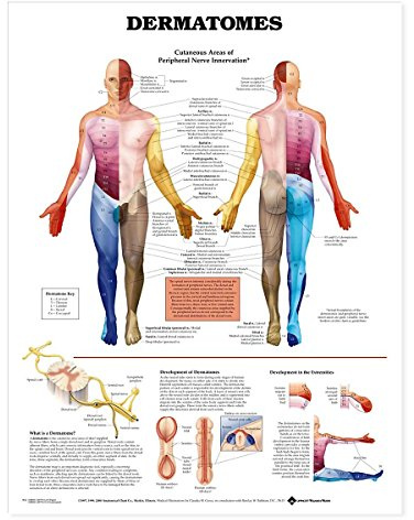 Anatomical Chart Dermatomes