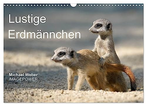 Lustige Erdmännchen (Wandkalender 2025 DIN A3 quer), CALVENDO Monatskalender: Lustige Fotos von jungen Erdmännchen (CALVENDO Tiere)
