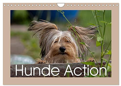 Hunde Action (Wandkalender 2026 DIN A4 quer), CALVENDO Monatskalender: Hunde in Bewegung immer schön anzuschauen. (CALVENDO Tiere)