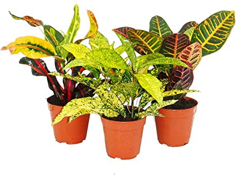 Set of 3 different Codiaeum plants, wonder shrub, 9cm