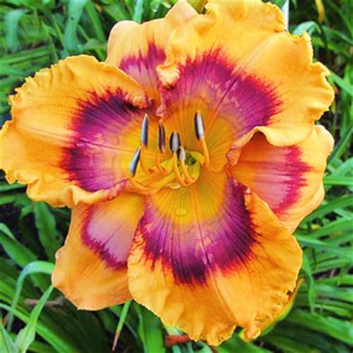 Taglilienzwiebeln-Winterhart MehrjäHrig,Taglilien Zwiebeln Winterhart MehrjäHrig,Hemerocallis Knollen,Taglilien Pflanzen,Winterharte Stauden,Bonsai Pflanze-15zwiebeln-e