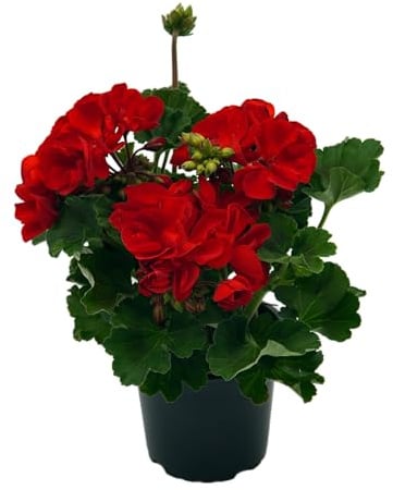stehende Geranie, (Pelargonium zonale), Sorte: Bernd, dunkelstes Rot, kräftige Pflanze je im 12cm Topf, (6 Pflanzen im Set)