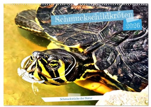 Schmuckschildkröten - Schmuckstücke der Natur (Wandkalender 2026 DIN A2 quer), CALVENDO Monatskalender: Neuwelt-Sumpfschildkröten aus Nordamerika (CALVENDO Tiere)