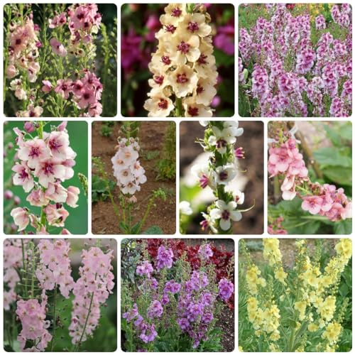 200 Pcs Königskerze Kaufen Samen, Garten Geschenk, Wildblumenmischung, Flower Seeds (Verbascum Thapsus) Blütenmix, Stauden Winterhart Mehrjährig, Deko Blumen, Samen Winterhart, Blumensamen