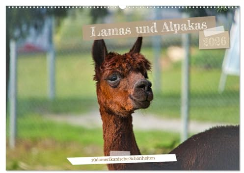 Lamas und Alpakas - südamerikanische Schönheiten (Wandkalender 2026 DIN A2 quer), CALVENDO Monatskalender: 12 Fotos der südamerikanischen Schönheiten - Lamas & Alpakas (CALVENDO Tiere)