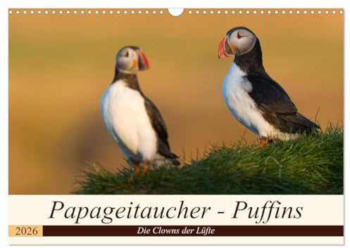 Papageitaucher - Puffins (Wandkalender 2026 DIN A3 quer), CALVENDO Monatskalender: Papageitaucher aus Island (CALVENDO Tiere)