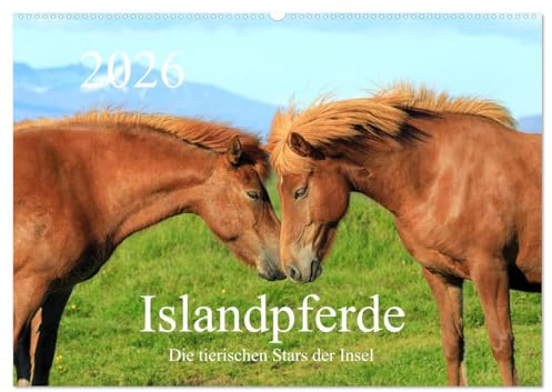 Islandpferde - Die tierischen Stars der Insel (Wandkalender 2026 DIN A2 quer), CALVENDO Monatskalender: Liebevolle Fotos von Islandpferden in ihrem natürlichen Lebensraum (CALVENDO Tiere)