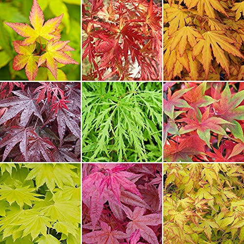 4 Arbustes Acer | Érable du Japon | Arbuste en pot pour l'extérieur, résistants et prêts pour le jardinage