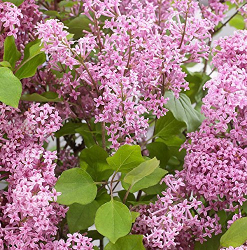 Hochstamm Zwergflieder Flowerfesta®Pink 100-125cm - Syringa vulgaris - lebende Gartenpflanze aus den Baumschulen