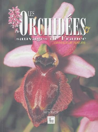 Les Orchidées sauvages de France: Grandeur nature