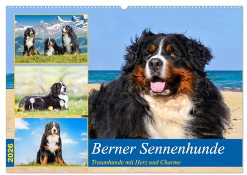 Berner Sennenhunde - Traumhunde mit Charme (Wandkalender 2026 DIN A2 quer), CALVENDO Monatskalender: Ein Einblick in die Welt des Berner Sennenhundes, ... eine gute Figut macht. (CALVENDO Tiere)