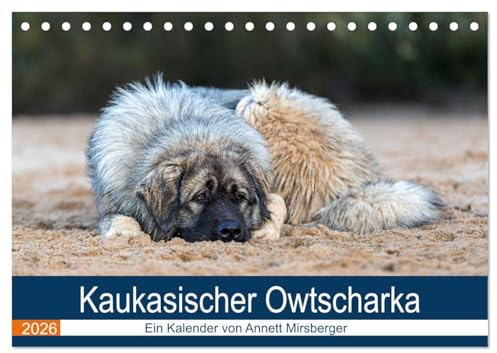 Kaukasischer Owtscharka (Tischkalender 2026 DIN A5 quer), CALVENDO Monatskalender: Ihre Aufgabe ist die Bewachung von Haus und Hof und z.B. Schafherden (CALVENDO Tiere)