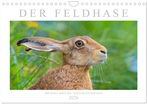 Der Feldhase (Wandkalender 2026 DIN A4 quer), CALVENDO Monatskalender: Einmalige Porträts der Langohren (CALVENDO Tiere)