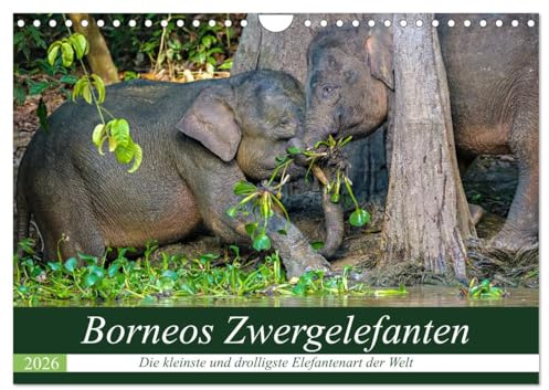 Borneos Zwergelefanten (Wandkalender 2026 DIN A4 quer), CALVENDO Monatskalender: Das spannende Leben der Zwergelefanten am Kinabatangan Fluss in Borneo (CALVENDO Tiere)