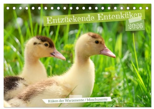 Entzückende Entenküken (Tischkalender 2026 DIN A5 quer), CALVENDO Monatskalender: Bezaubernde Tierfotografie (CALVENDO Tiere)