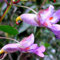 25 Pz Rare Pappagallo Semi di Fiori di Orchidea Bonsai Giardino Balcone Ufficio Pianta Decor Fiore Albero da Frutto Semi di Ortaggi 25 PZ Semi di orchidea pappagallo