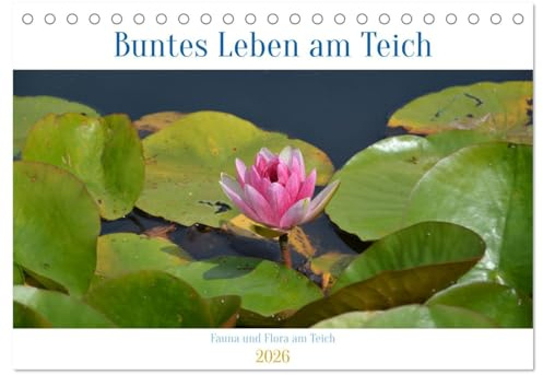 Buntes Leben am Teich (Tischkalender 2026 DIN A5 quer), CALVENDO Monatskalender: Vielfältige Flora und Fauna am Teich (CALVENDO Natur)