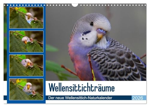 Wellensittichträume - Der neue Wellensittich-Naturkalender (Wandkalender 2026 DIN A3 quer), CALVENDO Monatskalender: Ein wahrer Blickfang: ... Björn Bergmann (CALVENDO Tiere)