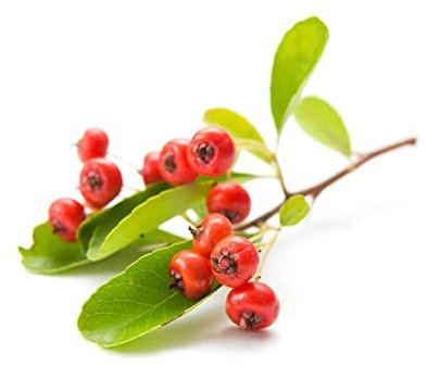 Firethorn Plants - Pyracantha 'Red Column' - 1 x Full Plant in 1 Litre Pot - Gardern Ready - Ready to Plant - Premium Quality Garden Shrub