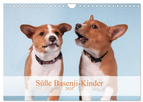 Süße Basenji-Kinder (Wandkalender 2026 DIN A4 quer), CALVENDO Monatskalender: Entzückende Basenji-Welpen, Monat für Monat (CALVENDO Tiere)