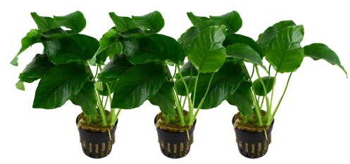 AquaOne Aquarium Pflanze 3 Stück Anubias barteri var.barteri I Wasserpflanze Aquariumpflanze Wurzelstock/Rhizom voll durchwurzelt einfach pflegeleicht Aquascaping Dekoration