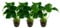 AquaOne Anubias barteri var.barteri - Pianta acquatica per acquario, rizoma completamente radicato, facile da pulire, decorazione Aquascaping