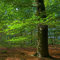 Rotbuche Pflanze Samen - Fagus Sylvatica - Garten Pflanzen Winterharte Biosaatgut Balkonpflanze Balkongarten Baum Zimmerbonsai Bonsai Pflanzen Deko Bäume Garten Winterhart Zimmerpflanzen Saat 50 Stück