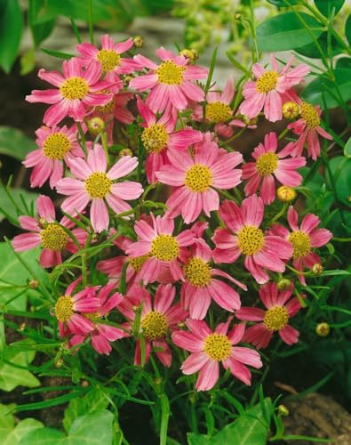 Coreopsis rosea 'American Dream' 9x9 cm Topf – Mehrjährig, Pflegeleicht – Mädchenauge – Staude für Beet & Rabatte