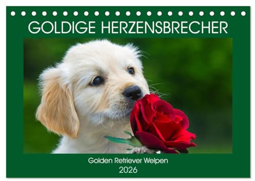 Goldige Herzensbrecher - Golden Retriever Welpen (Tischkalender 2026 DIN A5 quer), CALVENDO Monatskalender: Entzückende Golden Retriever Welpen begleiten uns durch das Jahr (CALVENDO Tiere)