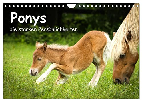 Ponys, die starken Persönlichkeiten (Wandkalender 2026 DIN A4 quer), CALVENDO Monatskalender: Shettys und Shettymixe sind zu den verschiedenen Jahreszeiten zu sehen. (CALVENDO Tiere)