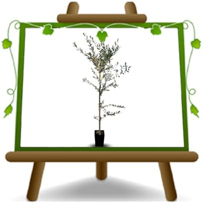 EURO PLANTS VIVAI Olivo Favolosa 17 Olivi - Ulivi da Olio su Vaso 15X15 cm - Altezza 150~170 cm Età 3 Anni