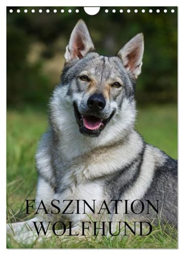 Faszination Wolfhund (Wandkalender 2026 DIN A4 hoch), CALVENDO Monatskalender: Tschechoslowakische Wolfhunde auf 13 Kalenderblättern (CALVENDO Tiere)
